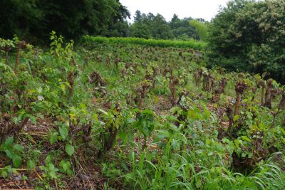 四日市　着付け教室