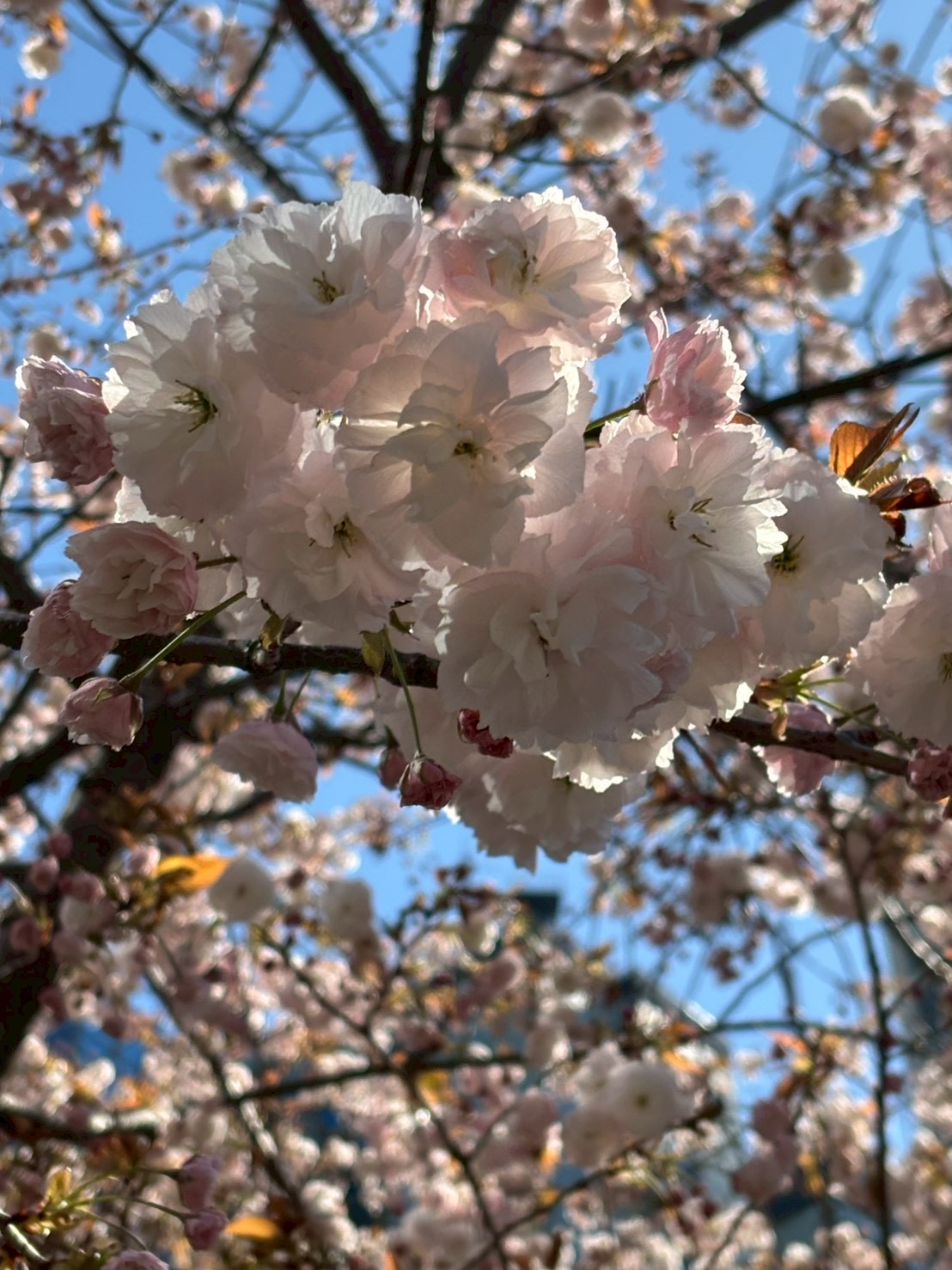典雅きもの学院吉祥寺校・神楽坂教室