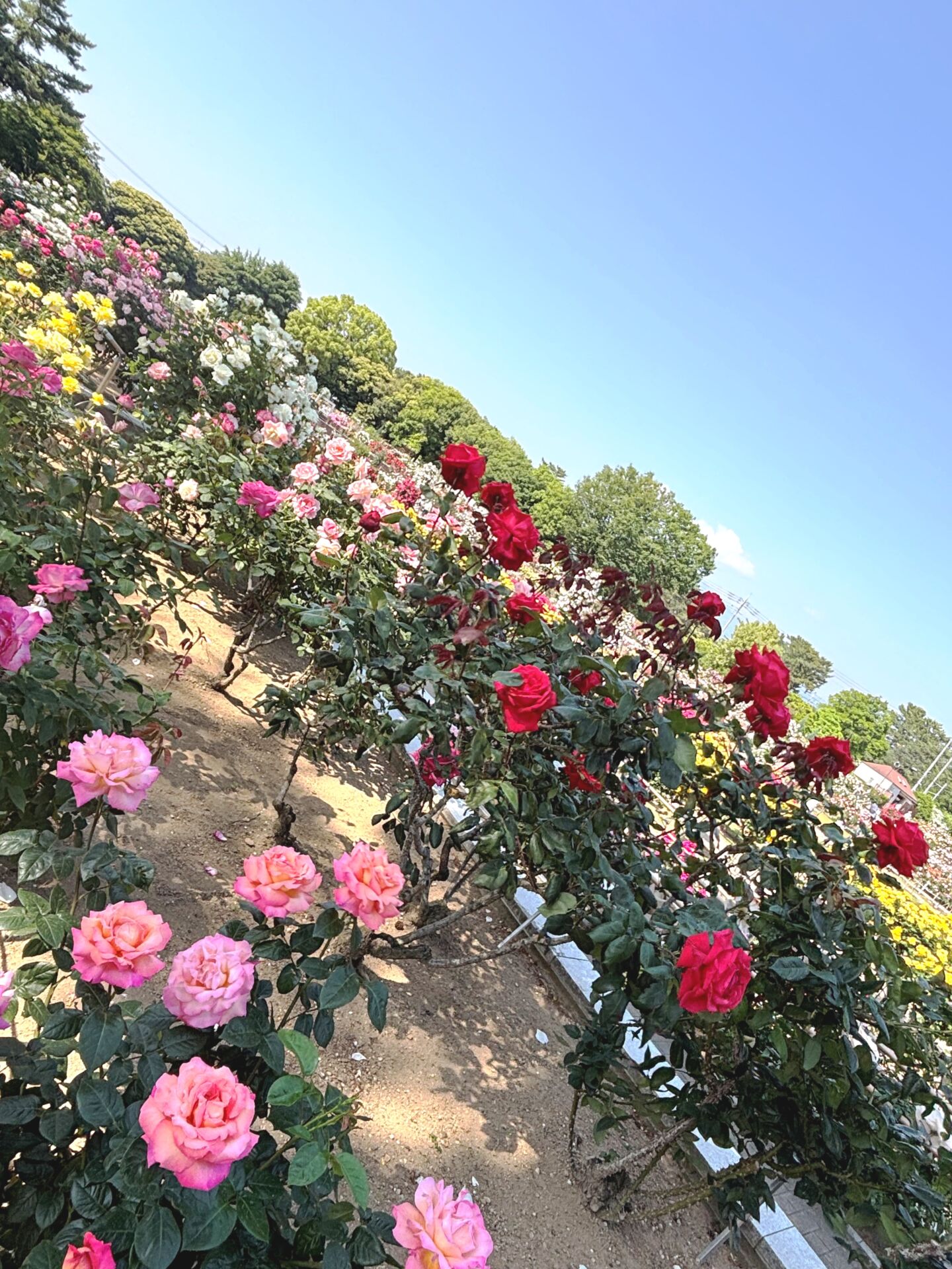 典雅きもの学院前橋校