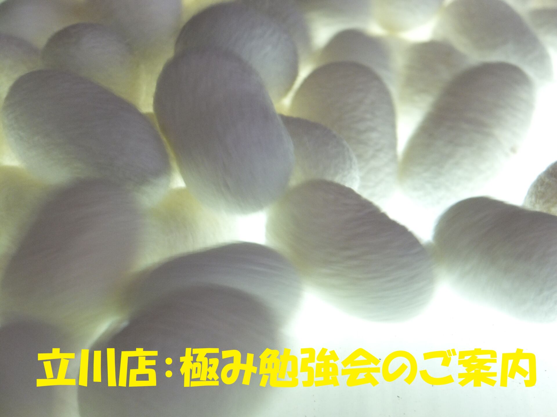 立川　着付け教室